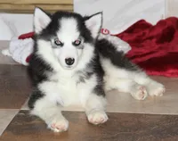 Akc Wookie, a male Siberian Husky for sale in Carrollton, MO – 2 of 10