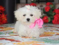 Didi, a female Bichon Frise and Shichon for sale in Carrollton, MO – 5 of 9