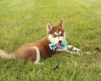 Akc Jyn, a female Siberian Husky for sale in Carrollton, MO – 5 of 8
