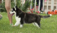 Akc Voodoo, a male Siberian Husky for sale in Carrollton, MO – 5 of 8