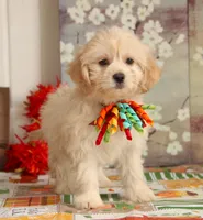 Nimbus, a male Bichon Frise and Shichon for sale in Carrollton, MO – 2 of 8