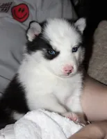 Akc Omega, a male Siberian Husky for sale in Carrollton, MO – 4 of 9