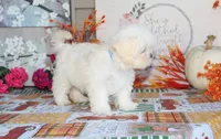Najee, a male Shichon for sale in Carrollton, MO – 3 of 8
