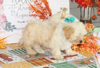 Rossi, a male Bichon Frise and Shichon for sale in Carrollton, MO – 2 of 3