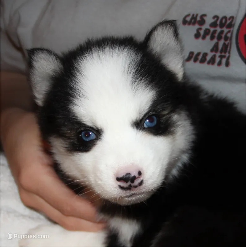 Akc Vader – Siberian Husky puppy for sale in Carrollton, MO