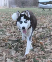 Akc Voodoo, a male Siberian Husky for sale in Carrollton, MO – 8 of 8