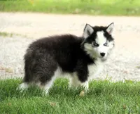 Akc Wookie, a male Siberian Husky for sale in Carrollton, MO – 7 of 10