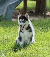 Akc Voodoo, a male Siberian Husky for sale in Carrollton, MO – 2 of 8