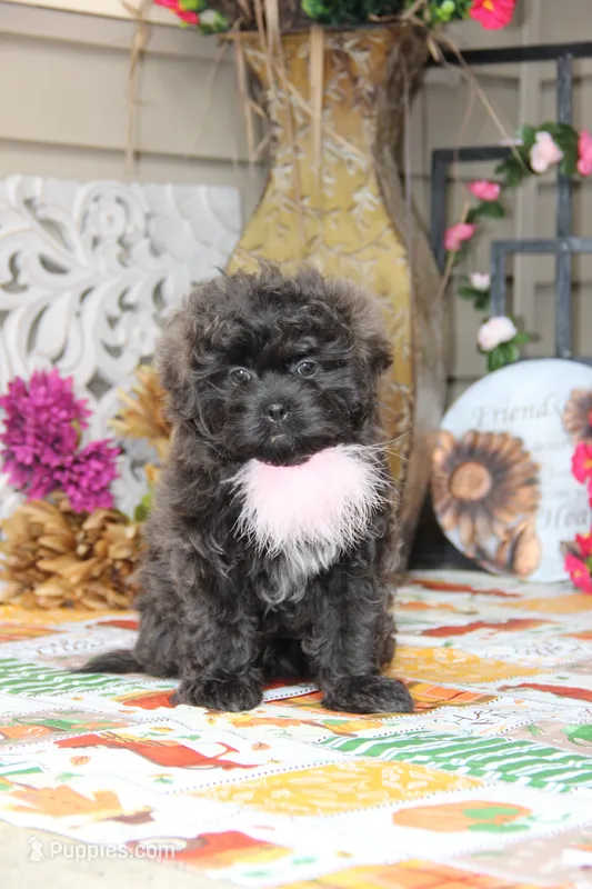 Lavender  – Bichon Frise, Shichon puppy for sale in Carrollton, MO