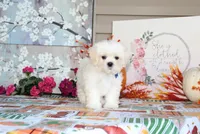 Najee, a male Shichon for sale in Carrollton, MO – 4 of 8