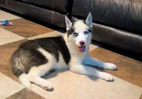 Vader, a male Siberian Husky for sale in Carrollton, MO – 5 of 10