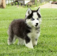 Akc Wookie, a male Siberian Husky for sale in Carrollton, MO – 3 of 10