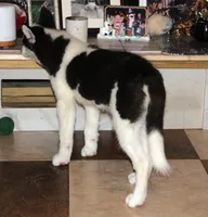 Akc Seraphine, a female Siberian Husky for sale in Carrollton, MO – 6 of 8