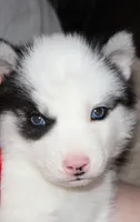 Akc Omega, a male Siberian Husky for sale in Carrollton, MO – 3 of 9