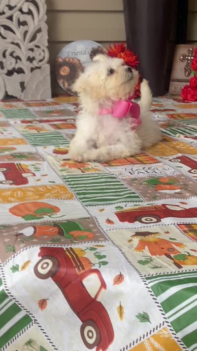 Didi, a female Shichon for sale in Carrollton, MO – 2 of 10