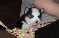 Akc Vader, a male Siberian Husky for sale in Carrollton, MO – 9 of 10