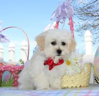 Trixy, a female Shichon for sale in Carrollton, MO – Photo 3 of 10