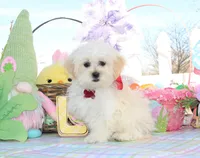 Trixy, a female Shichon for sale in Carrollton, MO – Photo 2 of 10