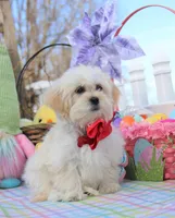 Trixy, a female Shichon for sale in Carrollton, MO – Photo 10 of 10