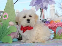 Trixy, a female Shichon for sale in Carrollton, MO – Photo 4 of 10
