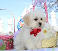 Trixy, a female Shichon for sale in Carrollton, MO – Photo 8 of 10