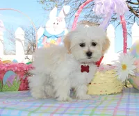 Trixy, a female Shichon for sale in Carrollton, MO – Photo 1 of 10