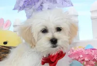 Trixy, a female Shichon for sale in Carrollton, MO – Photo 9 of 10
