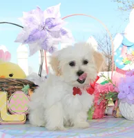 Trixy, a female Shichon for sale in Carrollton, MO – Photo 7 of 10