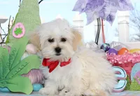 Trixy, a female Shichon for sale in Carrollton, MO – Photo 5 of 10