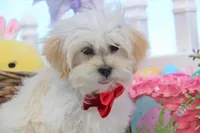 Trixy, a female Shichon for sale in Carrollton, MO – Photo 6 of 10