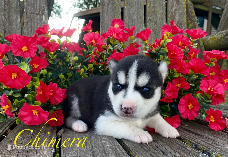 Akc Chimera  – Siberian Husky puppy for sale in Carrollton, MO