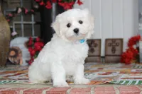 Cotton, a male Shichon for sale in Carrollton, MO – 5 of 10