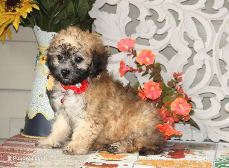Yume – Shichon puppy for sale in Carrollton, MO