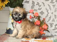 Yume, a male Bichon Frise and Shichon for sale in Carrollton, MO – 5 of 10