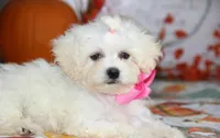 Didi, a female Shichon for sale in Carrollton, MO – 6 of 10