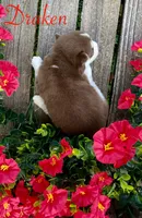 Akc Draken, a male Siberian Husky for sale in Carrollton, MO – 4 of 6
