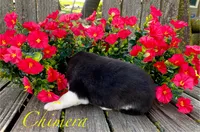 Akc Chimera , a female Siberian Husky for sale in Carrollton, MO – 5 of 6