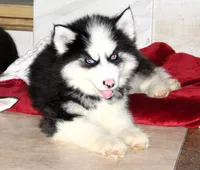 Akc Nero, a male Siberian Husky for sale in Carrollton, MO – 3 of 10