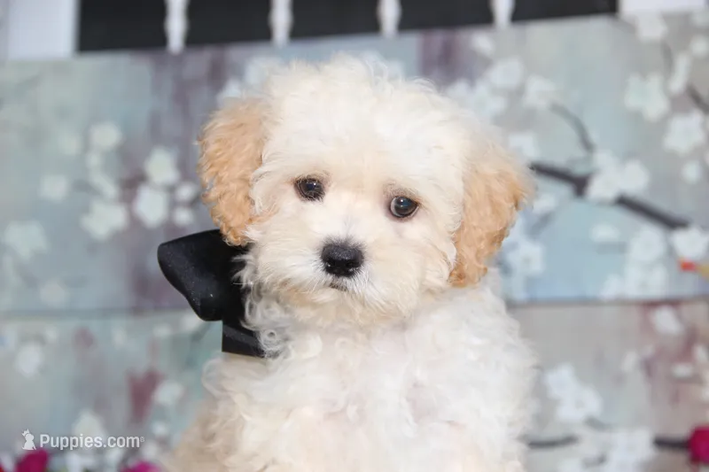 Zibo – Shichon puppy for sale in Carrollton, MO