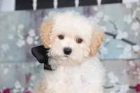 Zibo, a male Shichon for sale in Carrollton, MO – 1 of 10