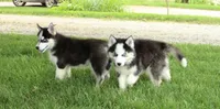 Akc Aero, a male Siberian Husky for sale in Carrollton, MO – 4 of 10