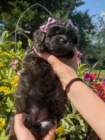 Lavender , a female Bichon Frise and Shichon for sale in Carrollton, MO – 9 of 10