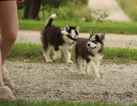 Akc Aero, a male Siberian Husky for sale in Carrollton, MO – 7 of 10
