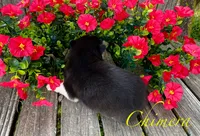 Akc Chimera , a female Siberian Husky for sale in Carrollton, MO – 6 of 6