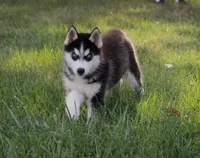 Akc Voodoo, a male Siberian Husky for sale in Carrollton, MO – 4 of 8