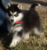 Akc Foxy, a female Siberian Husky for sale in Carrollton, MO – Photo 7 of 10