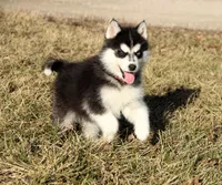 Akc Foxy, a female Siberian Husky for sale in Carrollton, MO – Photo 6 of 10