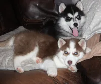 Akc Foxy, a female Siberian Husky for sale in Carrollton, MO – Photo 5 of 10