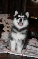 Akc Foxy, a female Siberian Husky for sale in Carrollton, MO – Photo 1 of 10