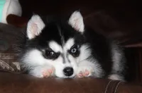 Akc Foxy, a female Siberian Husky for sale in Carrollton, MO – Photo 2 of 10